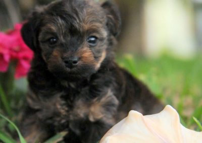 Puppy Payment Half Down