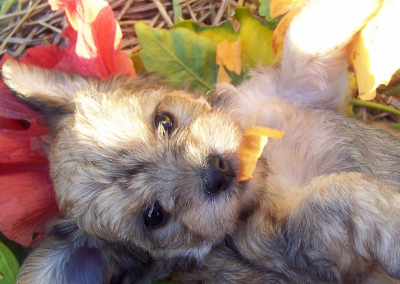 Puppy Payment (other amounts)