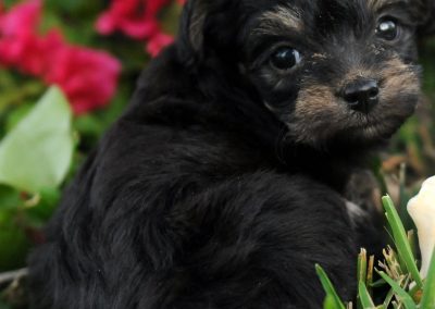Breeder Deposit Fee