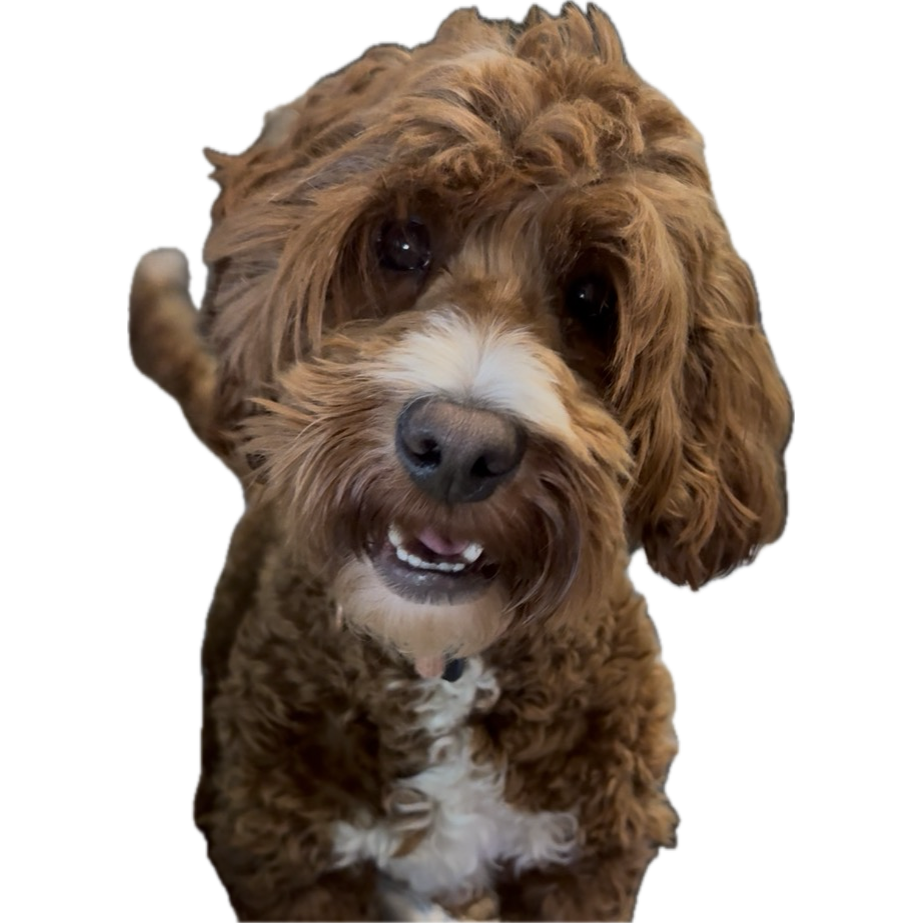 Selah Australian Labradoodles