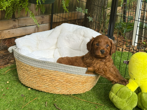 Purple Girl “Ella” GUARDIAN HOME POTENTIAL