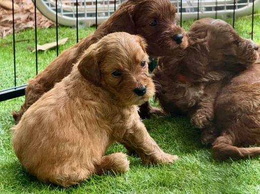 Lime Green Boy “Basie” BREEDER-GUARDIAN HOME AVAILABLE