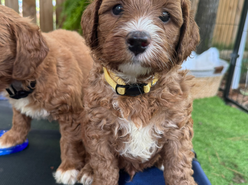 Gold-Orange Boy “Duke” AVAILABLE BREEDER