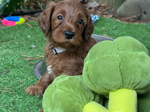 Brown – Grey Boy “Bix” aka Scrappy Doo AVAILABLE