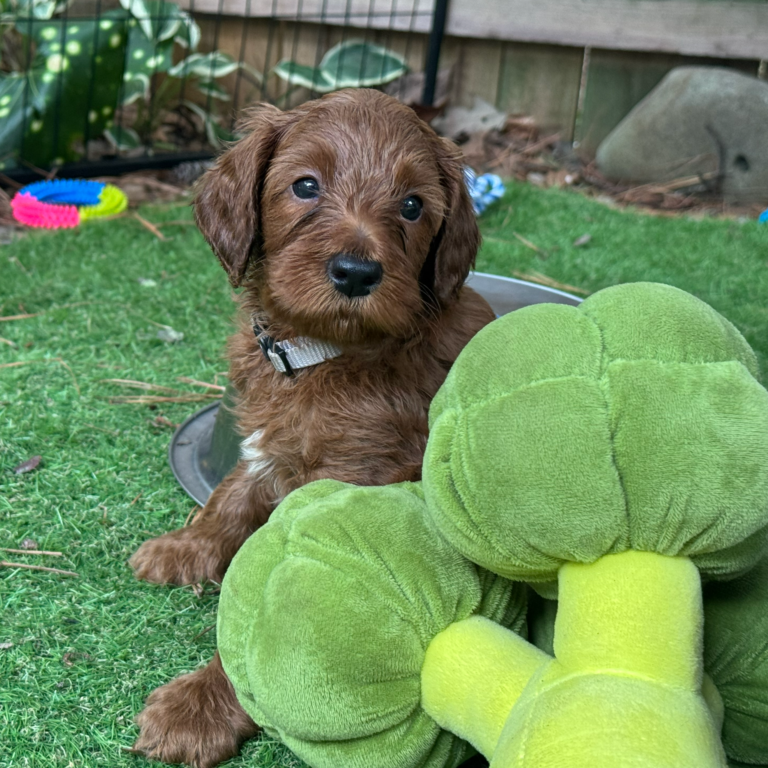 brown-grey boy july 21 - 2