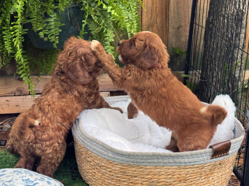 Pink Girl “Billie” BREEDER AVAILABLE