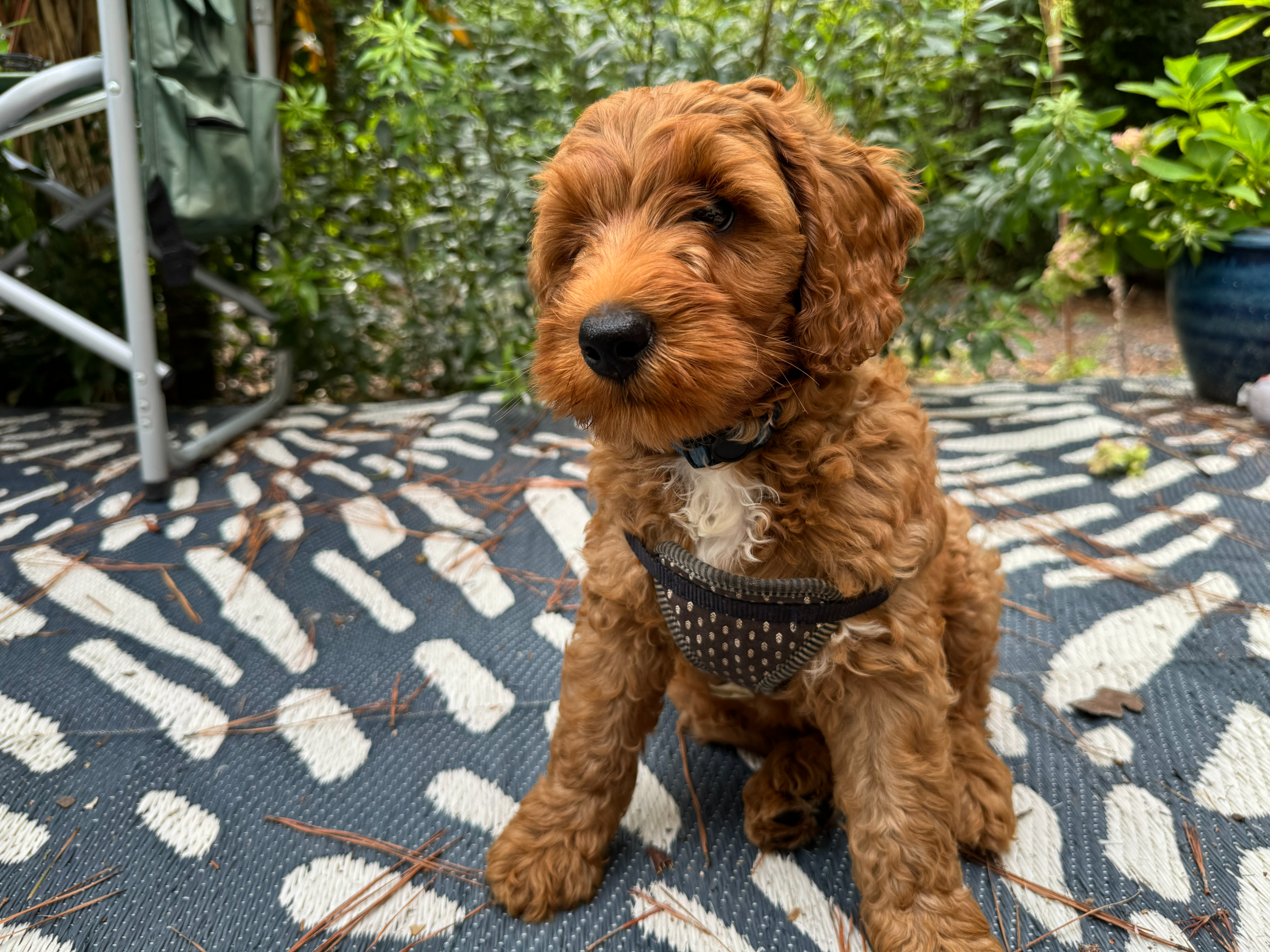 Coltrane 12 weeks 2
