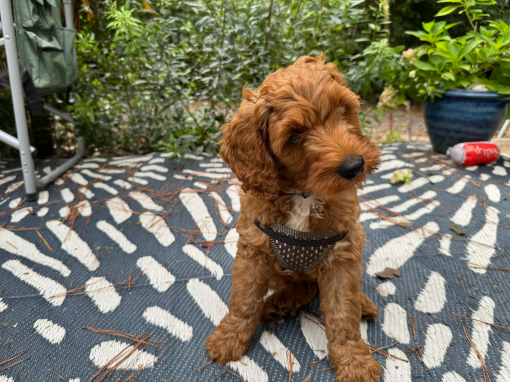 Royal Blue Boy “Coltrane” AVAILABLE
